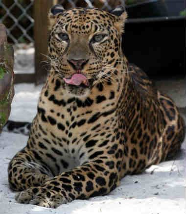 lion and leopard hybrid.